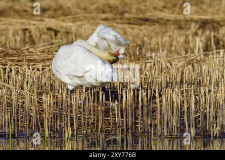 Muet Swan dans la bataille de territoire au printemps, muet Swan pendant la saison de reproduction Banque D'Images