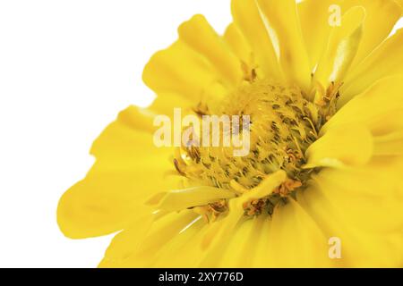 Zinnia jaune (Zinnia violacea), facultatif Banque D'Images