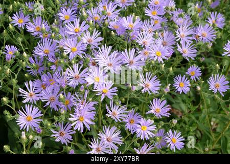 Aster violet lilas ou Marguerites Michaelmas «New Jersey Skies» en fleur. Banque D'Images