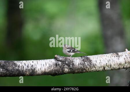 Chaffinch - Fringilla coelebs; Banque D'Images