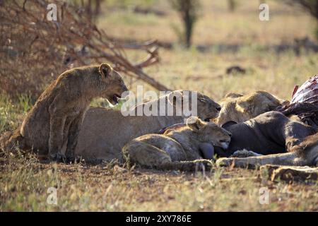 Fierté des lions se nourrissant d'un buffle Banque D'Images