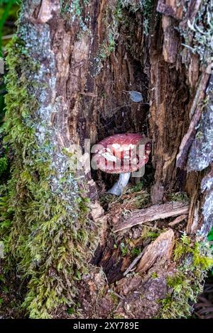 Russula sanguinaria (communément connu sous le nom de Bloody Brittlegill) poussant dans une vieille boisée brisée au bord de la rivière Banque D'Images