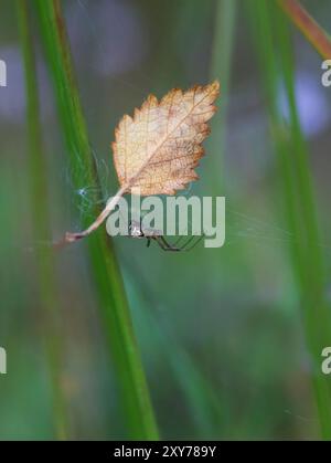 Dwarf Weaver Money Spider rampant le long de sa toile parmi les roseaux Banque D'Images