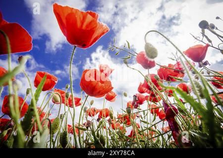 Papaver rhoeas, amapola silvestre, Porreres, Mallorca, Isles baleares, Espagne, Europe Banque D'Images