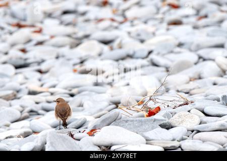 Un Wheatear se tenait sur une plage de galets sur la côte ouest de l'Écosse Banque D'Images