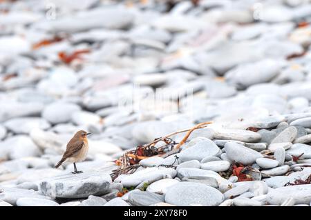 Un Wheatear se tenait sur une plage de galets sur la côte ouest de l'Écosse Banque D'Images