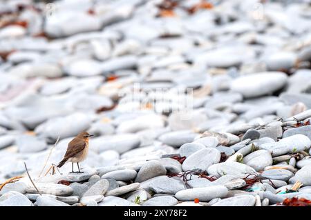 Un Wheatear se tenait sur une plage de galets sur la côte ouest de l'Écosse Banque D'Images