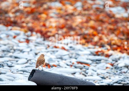 Un Wheatear se tenait sur une plage de galets de canalisations de drainage échouée sur la côte ouest de l'Écosse Banque D'Images