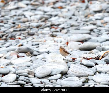 Un Wheatear se tenait sous la pluie sur une plage de galets de canalisations de drainage échouée sur la côte ouest de l'Écosse Banque D'Images