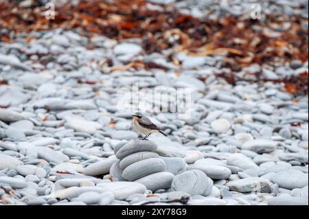 Un Wheatear se tenait sur un tas de galets sur une plage de la côte ouest de l'Écosse Banque D'Images