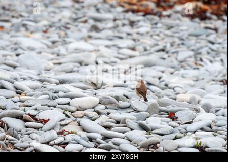 Un Wheatear se tenait sur une plage de galets sur la côte ouest de l'Écosse Banque D'Images