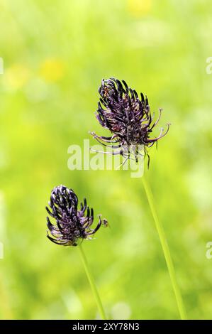 La griffe du diable noir est une plante aimant la chaux sur les prairies de landes et les prairies pauvres en nutriments. Phyteuma nigrum Banque D'Images