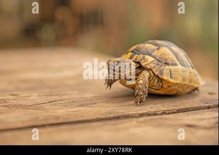 Bébé tortue marchant sur le bois. Banque D'Images