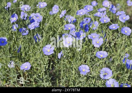 Lin autrichien ou Linum austriacum, Linum austriacum fleurit dans le jardin de printemps Banque D'Images