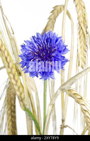 Bleuet en fleurs (Centaurea cyanus), isolé Banque D'Images