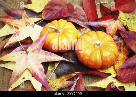 Halloween pumkin sur motif de feuilles d'automne Banque D'Images