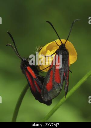 Burnets de montagne sur Une fleur jaune Banque D'Images