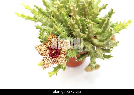 Stapelia plante avec fleurs en pot sur fond blanc Banque D'Images