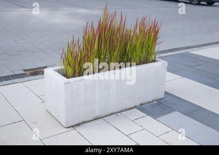 Beau jardin avec des plantes en fleurs, des détails en béton et en pierre. Design contemporain. Jardin paysager moderne Banque D'Images