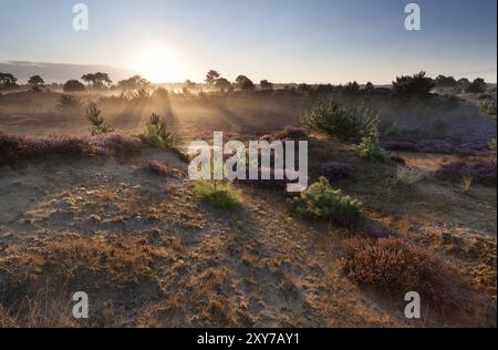 Lever de soleil brumeux d'été sur les dunes de sable, Drenthe, pays-Bas Banque D'Images