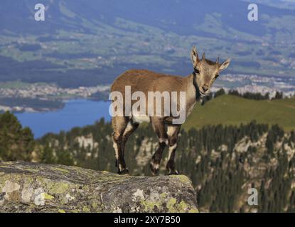 Bébé bouillon alpin photographié sur le Mont Niederhorn, Alpes suisses Banque D'Images