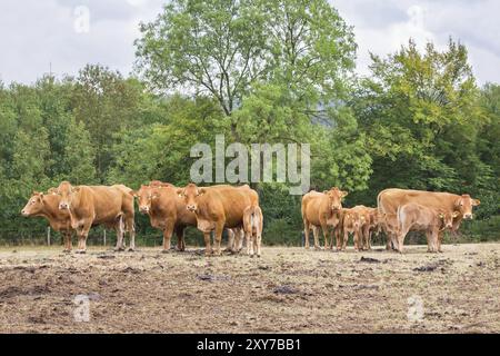 Troupeau de vaches avec des veaux en brun séché pasture Banque D'Images