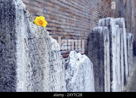 Fleurs jaunes et dalles de tombe antiques Banque D'Images