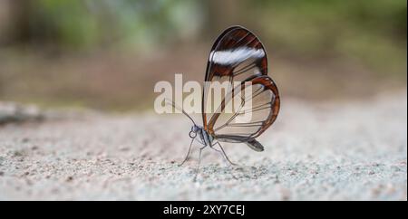 Papillon de verre (Greta oto), papillon avec des ailes transparentes assis sur le sol, province d'Alajuela, Costa Rica, Amérique centrale Banque D'Images