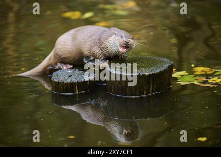 Loutre eurasienne (Lutra lutra) sur un tronc d'arbre dans l'eau d'un petit lac, Bavière, Allemagne, Europe Banque D'Images