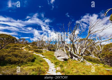 Vue sur le paysage le long du Porcupine Walking Track un jour d'été dans le parc national de Kosciuszko, Snowy Mountains, Nouvelle-Galles du Sud, Australie Banque D'Images