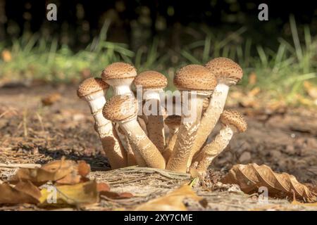 Un groupe de jeunes Hallimasch champignons dans le feuillage avec arrière-plan flou Banque D'Images