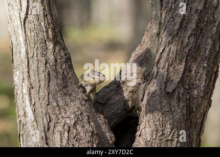 Le chipmunk oriental. Est une espèce de tchoumunk trouvée dans l'est de l'Amérique du Nord Banque D'Images