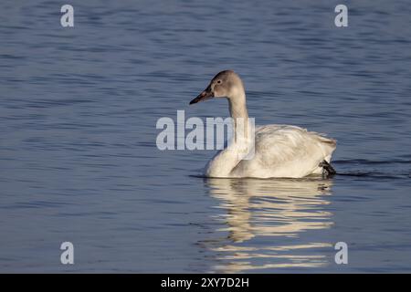 Le cygne de la toundra (Cygnus columbianus), jeune oiseau sur le lac Banque D'Images