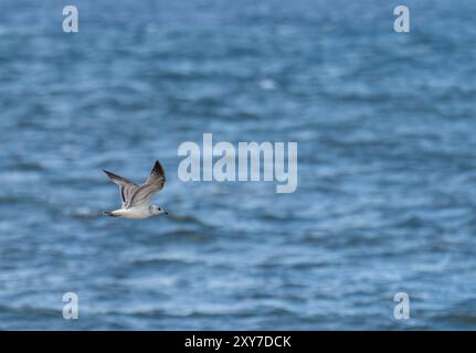 Une goélette juvénile, Larus canus, sur Walney Island, Cumbria, Royaume-Uni. Banque D'Images