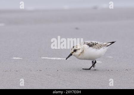Sanderling (Calidris alba) recherche sur la plage. Sanderling (Calidris alba) longeant la côte Banque D'Images