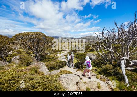 Vue sur le paysage le long du Porcupine Walking Track un jour d'été dans le parc national de Kosciuszko, Snowy Mountains, Nouvelle-Galles du Sud, Australie Banque D'Images