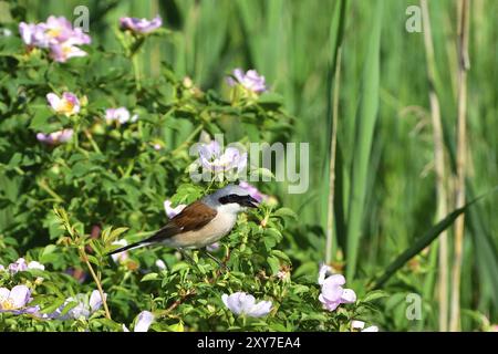 Shrike à dos rouge dans un rosier, Shrike à dos rouge dans un rosier Banque D'Images