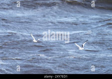 Kittiwake juvénile à pattes noires, Rissa tridactyla survolant la mer d'Irlande à Workington, Cumbria, Royaume-Uni. Banque D'Images