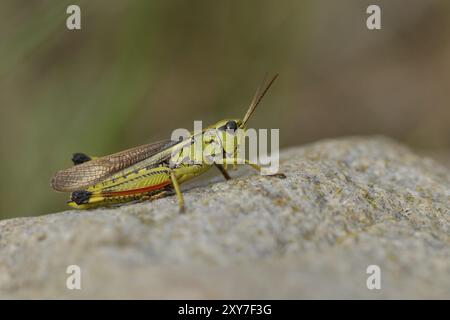 Rare grande sauterelle de marais (Stethophyma grossum) sur une prairie en suède Banque D'Images