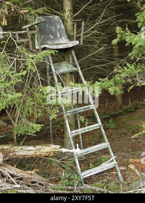 Siège haut dans une forêt d'épicéas Banque D'Images