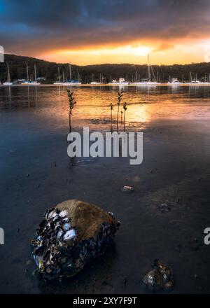 roche et plantes dans l'eau au lever du soleil près de hardys bay central coast nsw australie Banque D'Images