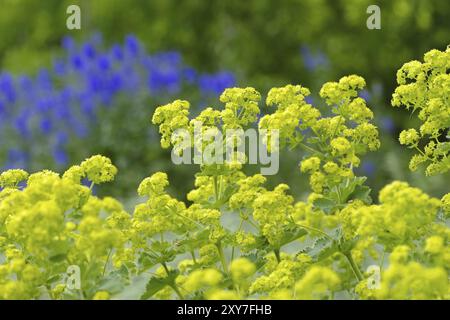 Manteau de dame douce, mollis Alchemilla, le manteau de plantes à base de Lady-Mantle ou mollis Alchemilla Banque D'Images