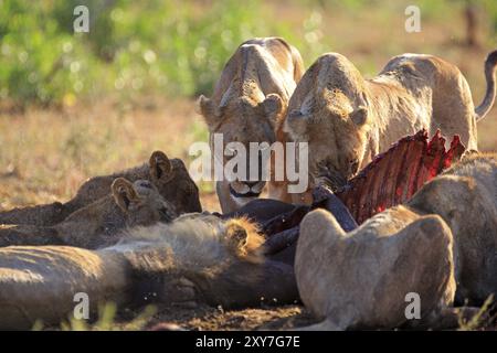 Fierté des lions se nourrissant d'un buffle Banque D'Images