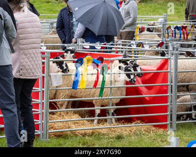 Mouton de Swaledale au Reeth Show à Swaledale, Yorkshire Dales, Royaume-Uni. Banque D'Images