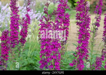 Pourpre Lobelia speciosa ou fleur cardinale «Hadspen Purple» en fleur. Banque D'Images