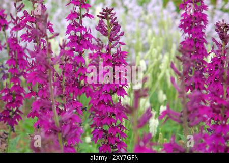 Pourpre Lobelia speciosa ou fleur cardinale «Hadspen Purple» en fleur. Banque D'Images