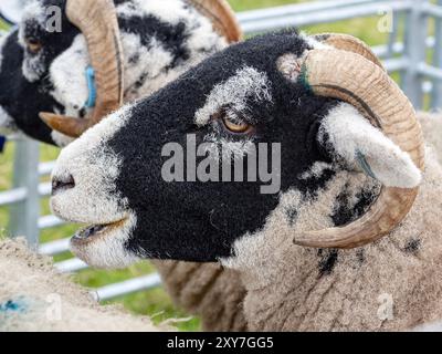 Bélier Swaledale au Reeth Show à Swaledale, Yorkshire Dales, Royaume-Uni. Banque D'Images