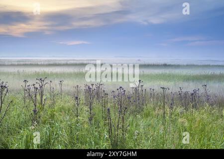 Fleurs sauvages sur la prairie dans le matin brumeux, Drenthe Banque D'Images