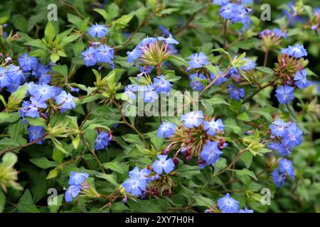 Plumbago chinois bleu, Ceratostigma willmottianum Forest Blue «poux» en fleur. Banque D'Images