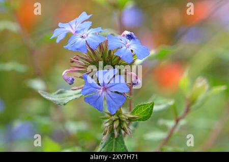 Plumbago chinois bleu, Ceratostigma willmottianum Forest Blue «poux» en fleur. Banque D'Images